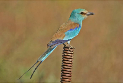 Abyssinian roller